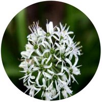 Cebolla - Allium Hookeri