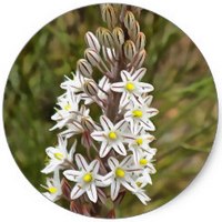 Cebolla Albarrana - Drimia Undulata - Urginea Maritima