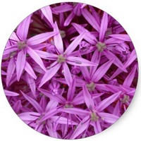 Cebolla - Allium Prattii