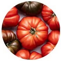 Tomate: Solanum